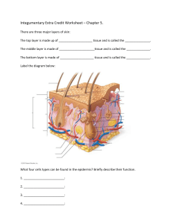 Integumentary Worksheet NR