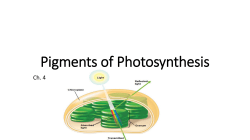 Biology pigments of photosynthesis