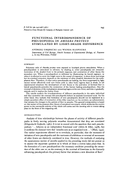 functional interdependence of pseudopodia in amoeba proteus