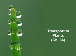 Plant Transport