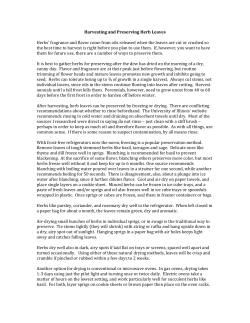 Harvesting and Preserving Herb Leaves Herbs` fragrance and flavor