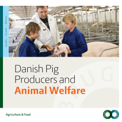 Danish Pig Producers and Animal Welfare