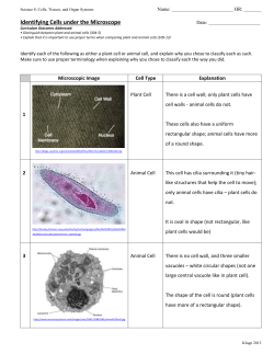 Cells (Under a Micro..