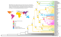 Figure 7.8 Maxium clade credibility chronogram of the ITS dataset