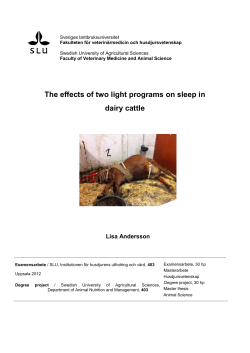 The effects of two light programs on sleep in dairy cattle
