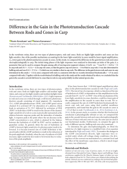 Difference in the Gain in the Phototransduction Cascade Between