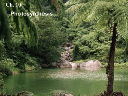 Light reaction Calvin cycle