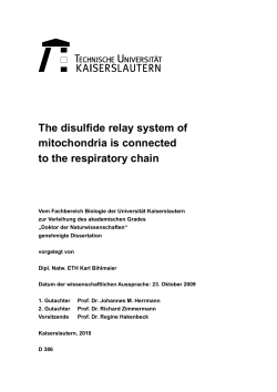 The disulfide relay system of mitochondria is connected