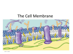 The Cell Membrane