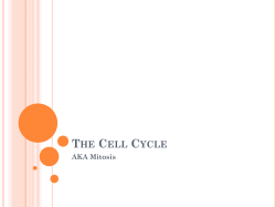 The Cell Cycle