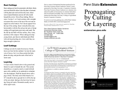 Propagating by Cutting Or Layering