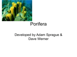 Porifera - MATES-Biology-I