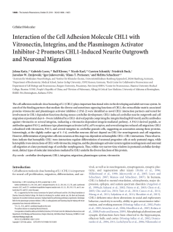 Interaction of the Cell Adhesion Molecule CHL1 with Vitronectin