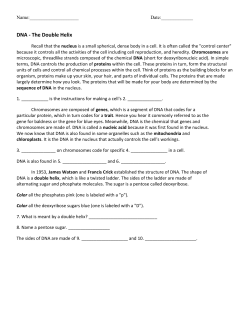DNA - The Double Helix - Peoria Public Schools
