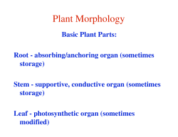 Plant Morphology