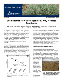 Should Ranchers Value Sagebrush? - Utah State University Extension