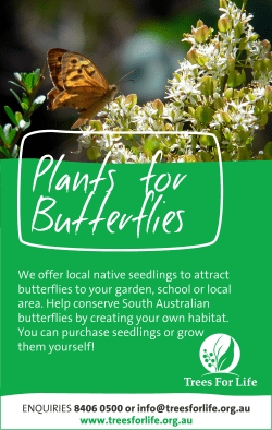 Plants for Butterflies