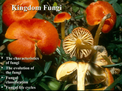 Intro to Fungi - PPT