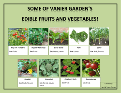 Fruits Regular Tomatoes Eat