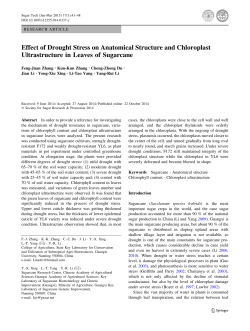 Effect of Drought Stress on Anatomical Structure and Chloroplast