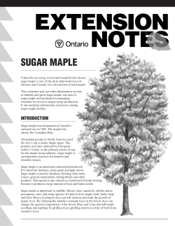 sugar maple - LandOwner Resource Centre