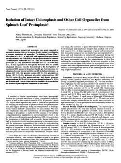 Isolation of Intact Chloroplasts and Other Cell Organelles from
