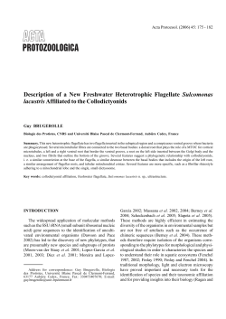 Description of a New Freshwater Heterotrophic Flagellate