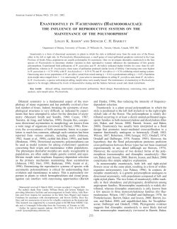enantiostyly in wachendorfia (haemodoraceae)