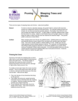 Pruning Weeping Trees and Shrubs