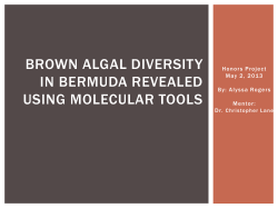 Brown Algal Diversity in Bermuda Revealed using DNA BArcoding
