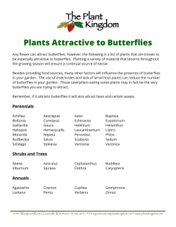 Plants Attractive to Butterflies