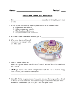 Beyond the Naked Eye! Assessment