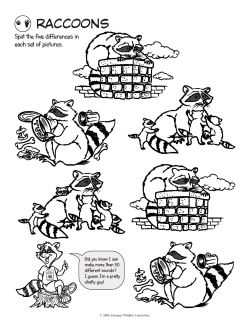 raccoons - Skedaddle Humane Wildlife Control