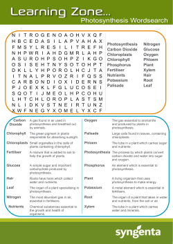 Photosynthesis Wordsearch