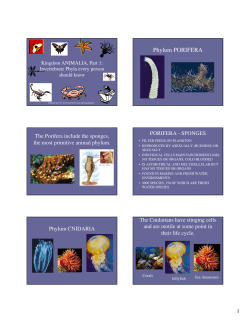 Phylum PORIFERA