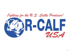 CPA - R-Calf USA