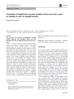 Formation of amphivasal vascular bundles inDracaena dracostem in