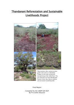 Thandanani Reforestation and Sustainable Livelihoods