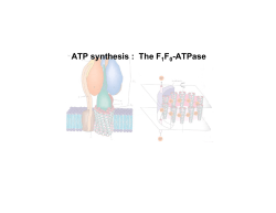 ATP synthesis : The F F