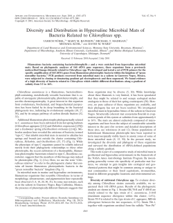 Diversity and Distribution in Hypersaline Microbial Mats of Bacteria