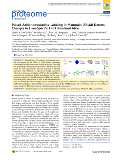 Pulsed Azidohomoalanine Labeling in Mammals