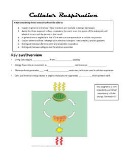 The Electron Transport Chain