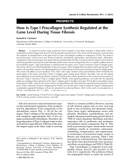 How is Type I procollagen synthesis regulated at