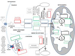 cell respiration image
