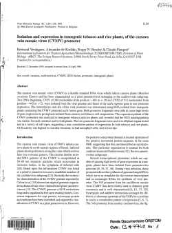 Isolation and expression in transgenic tobacco and rice plants of the