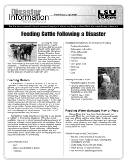 Feeding Cattle Following a Disaster