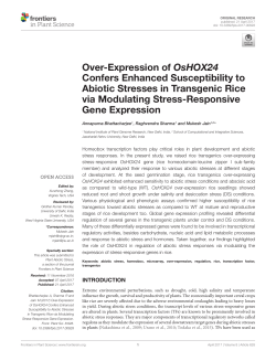 Over-Expression of OsHOX24 Confers Enhanced