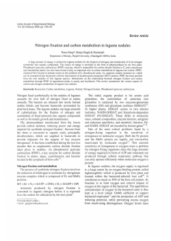 Nitrogen fixation and carbon metabolism in legume nodules
