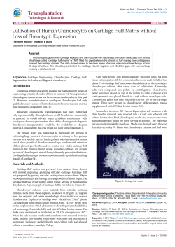 Cultivation of Human Chondrocytes on Cartilage Fluff Matrix without