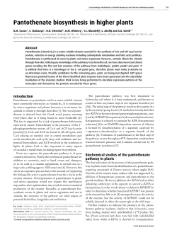Pantothenate biosynthesis in higher plants